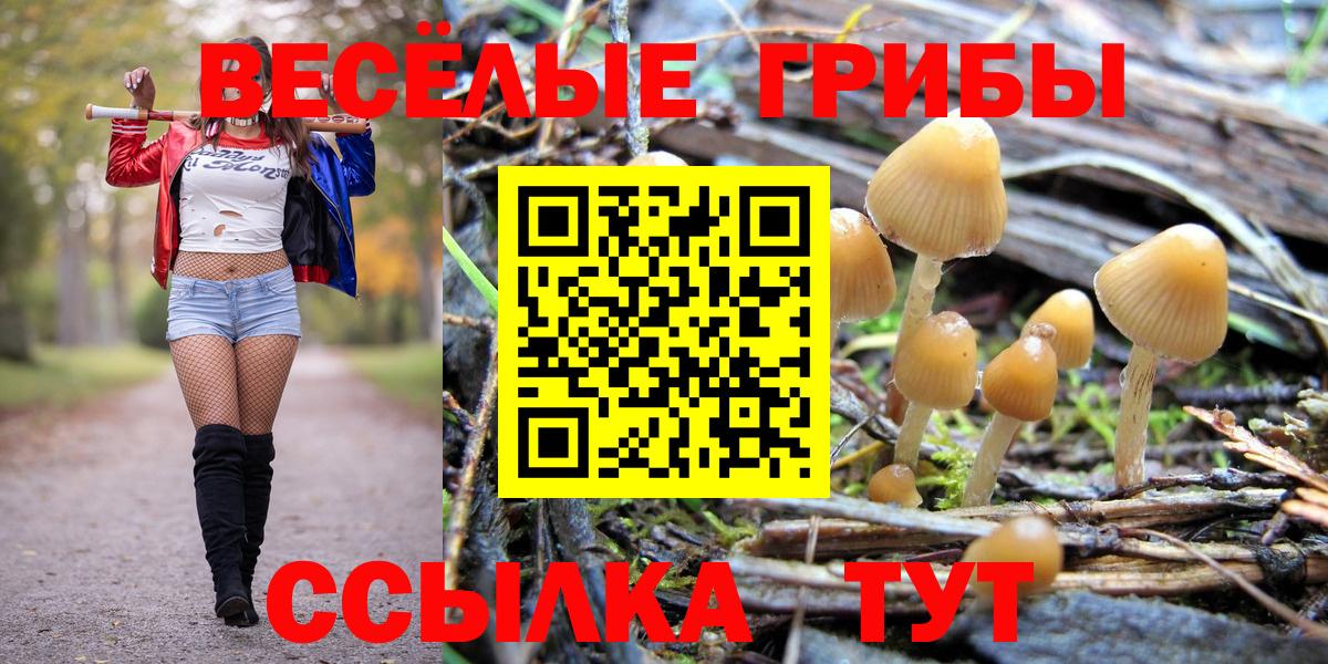 Псилоцибиновые грибы Psilocybe Химки